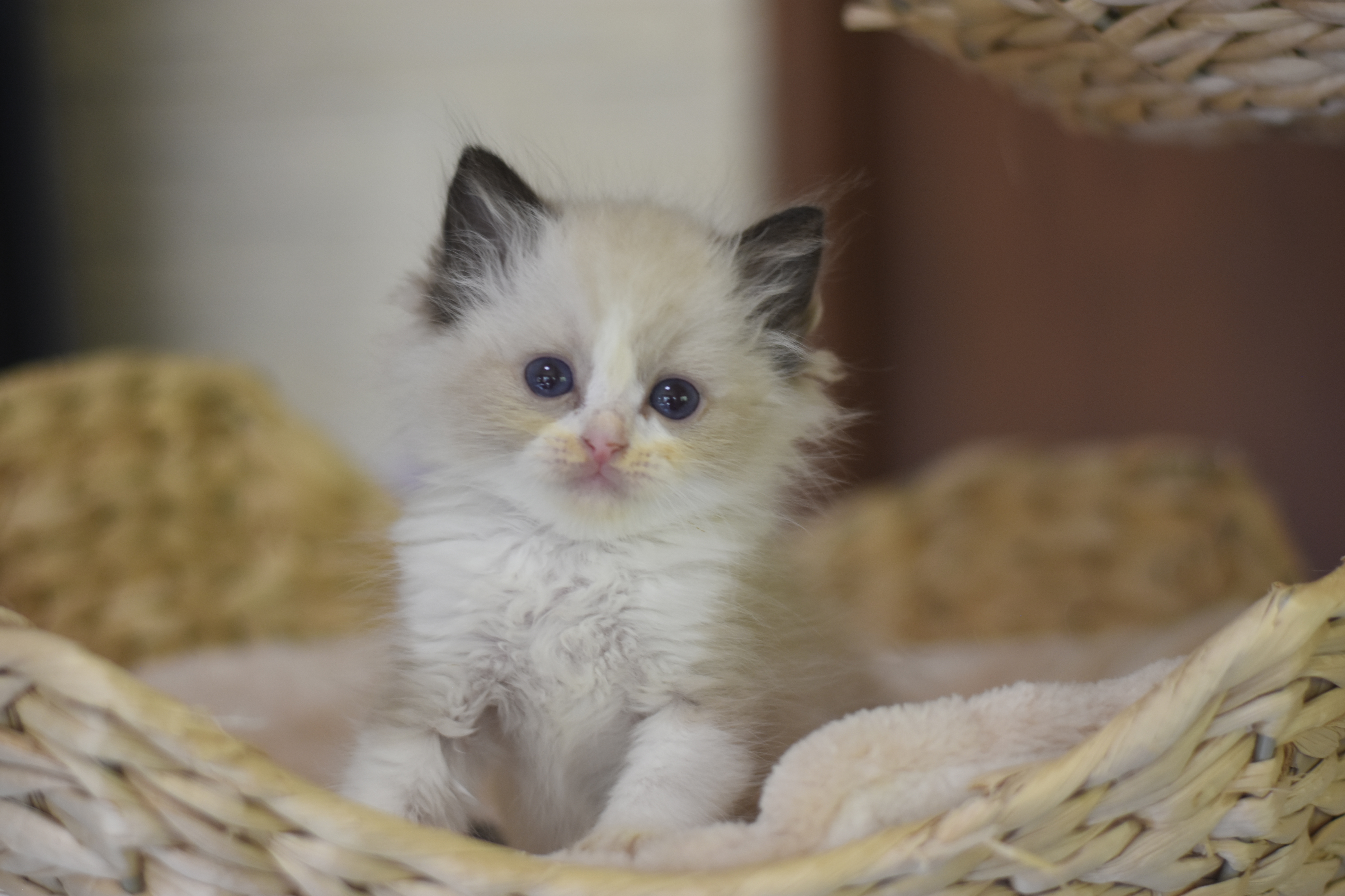 images/AvailableKittens/Pixel website.JPG